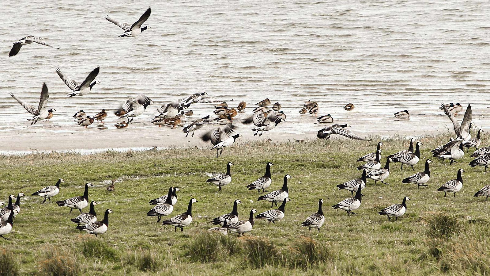 Gesundheitsreise mit Zuschuss Ihrer Krankenkasse nach Dagebüll. Foto 12 zeigt eine Impression von Strandhotel Dagebüll oder seiner Umgebung.