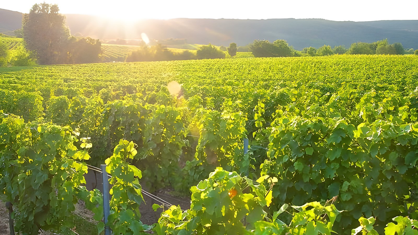 Gesundheitsreise mit Zuschuss Ihrer Krankenkasse nach Bad Dürkheim. Foto 4 zeigt eine Impression von ACHAT Hotel oder seiner Umgebung.