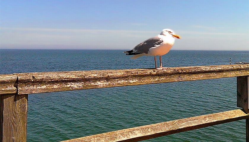 Gesundheitsreise mit Zuschuss Ihrer Krankenkasse nach Ostseebad Göhren. Foto 31 zeigt eine Impression von Santé Royale Resort oder seiner Umgebung.