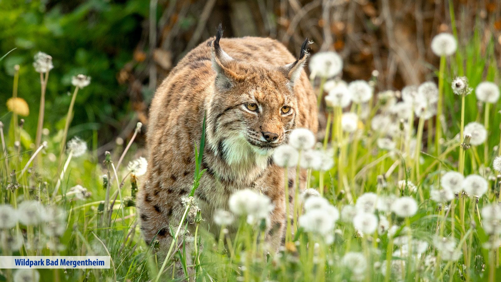 Gesundheitsreise mit Zuschuss Ihrer Krankenkasse nach Bad Mergentheim. Foto 18 zeigt eine Impression von Hotel Edelfinger Hof oder seiner Umgebung.