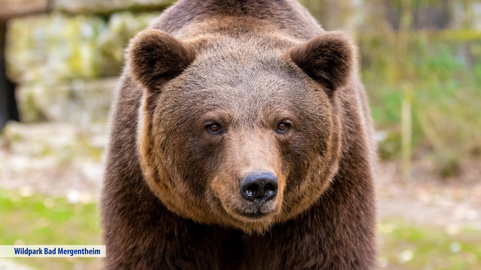 Gesundheitsreise mit Zuschuss Ihrer Krankenkasse nach Bad Mergentheim. Foto 19 zeigt eine Impression von Hotel Edelfinger Hof oder seiner Umgebung.