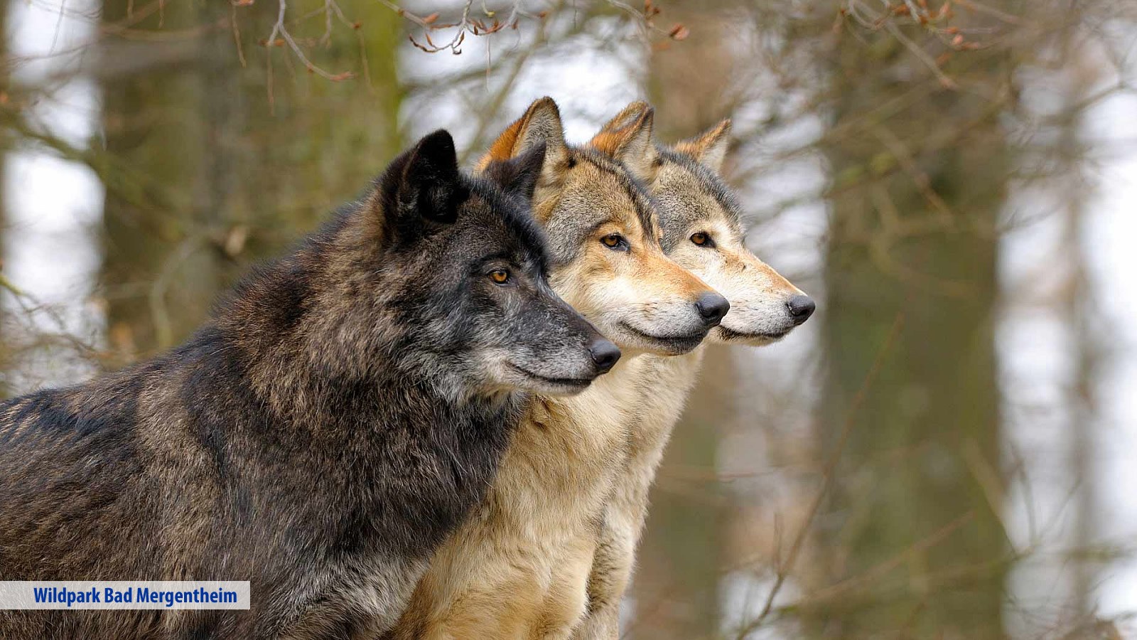 Gesundheitsreise mit Zuschuss Ihrer Krankenkasse nach Bad Mergentheim. Foto 20 zeigt eine Impression von Hotel Edelfinger Hof oder seiner Umgebung.