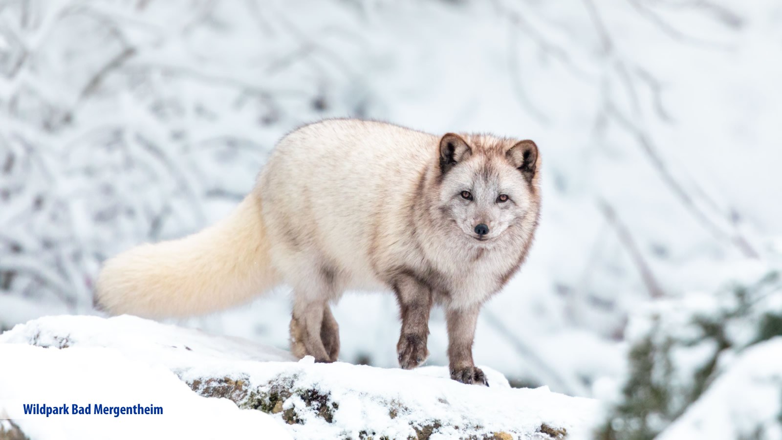 Gesundheitsreise mit Zuschuss Ihrer Krankenkasse nach Bad Mergentheim. Foto 21 zeigt eine Impression von Hotel Edelfinger Hof oder seiner Umgebung.
