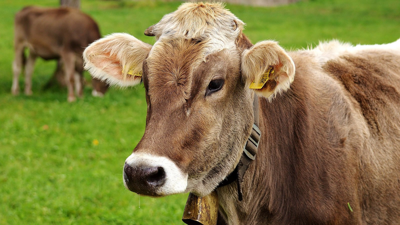 Gesundheitsreise mit Zuschuss Ihrer Krankenkasse nach Bad Hindelang. Foto 7 zeigt eine Impression von DIE GAMS Hotel Restaurant oder seiner Umgebung.