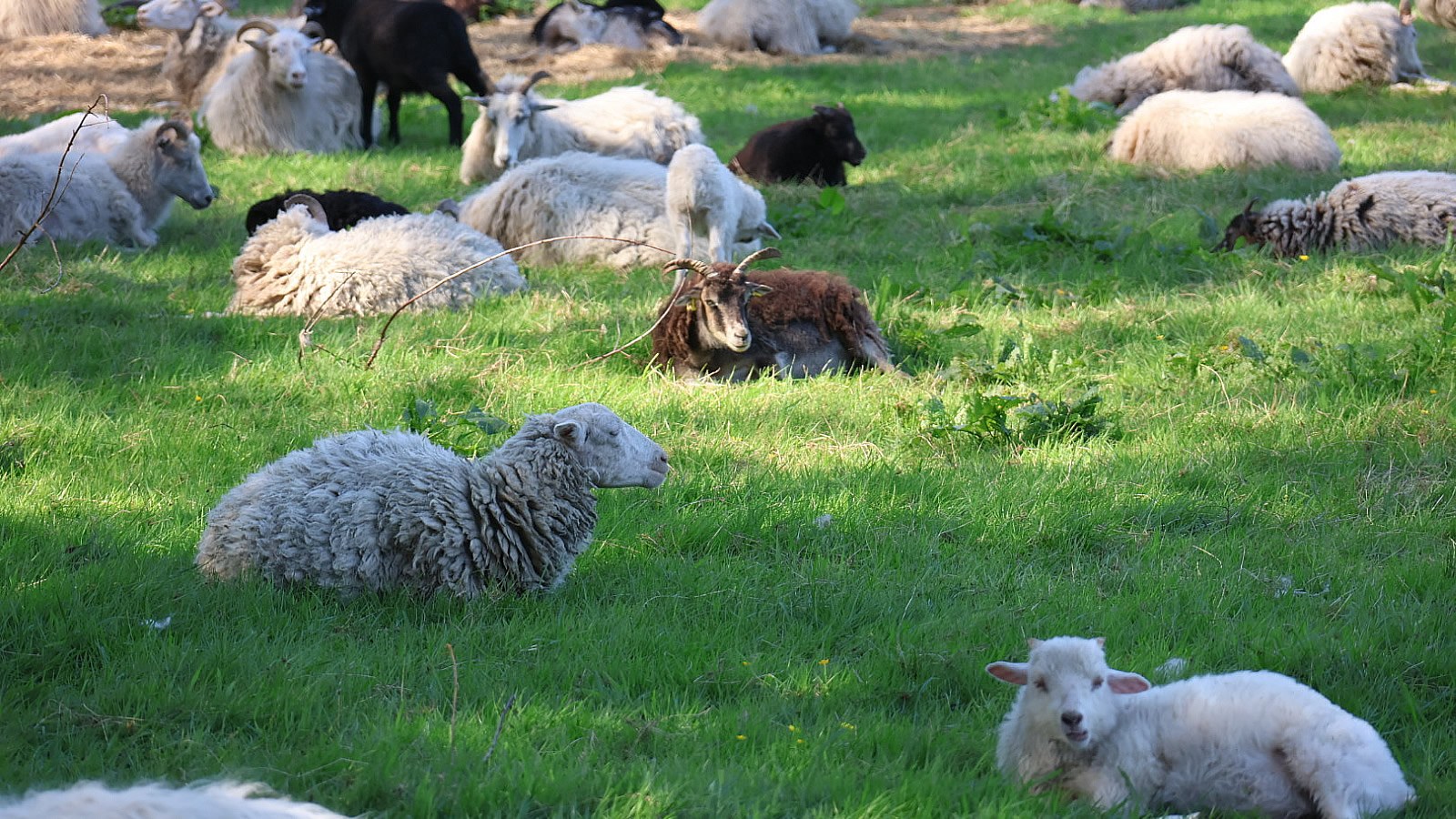 Gesundheitsreise mit Zuschuss Ihrer Krankenkasse nach Garrel. Foto 27 zeigt eine Impression von Hotel Heidegrund oder seiner Umgebung.