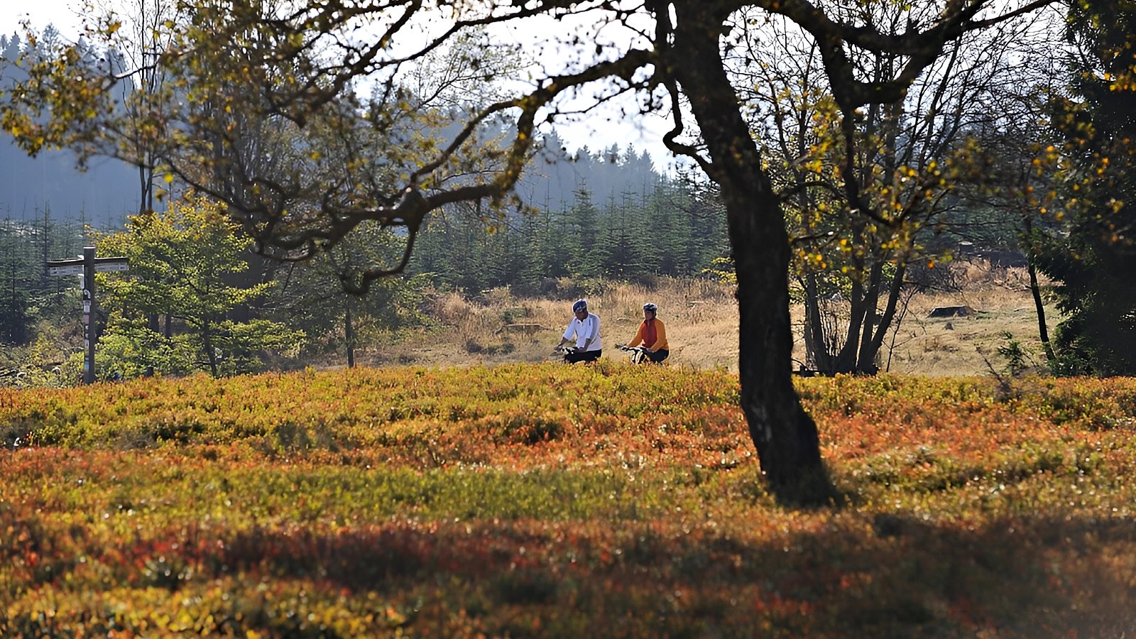 Gesundheitsreise mit Zuschuss Ihrer Krankenkasse nach Winterberg. Foto 18 zeigt eine Impression von Dorint Resort Winterberg oder seiner Umgebung.